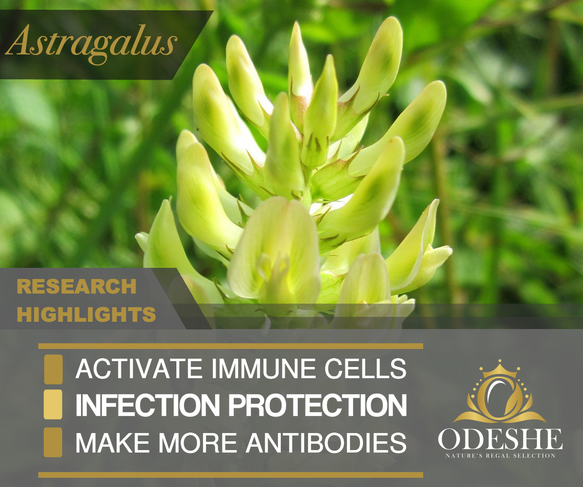 The Hidden Immune System Boost from Astragalus          